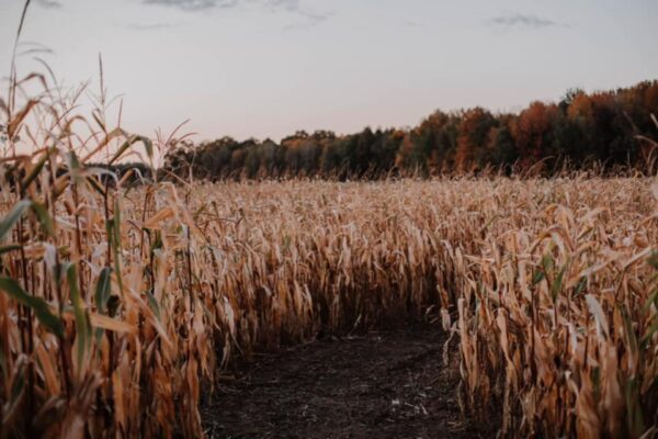 244298767_4468827106517604_8785809376663884497_n