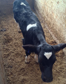 dairy-calf-241x300