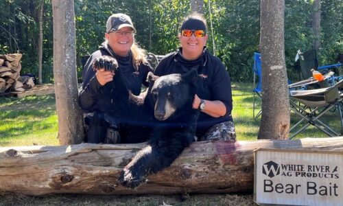 bear 5 (2) bear 5 (2)